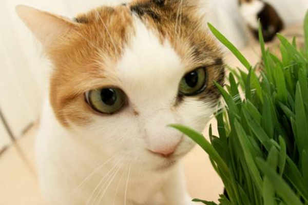 猫咪打嗝是正常的，如果一天之内没停止，可能是身体出了问题！