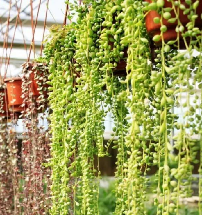 买遮阳窗帘容易交智商税，不如在窗前种一片绿植，省钱又环保