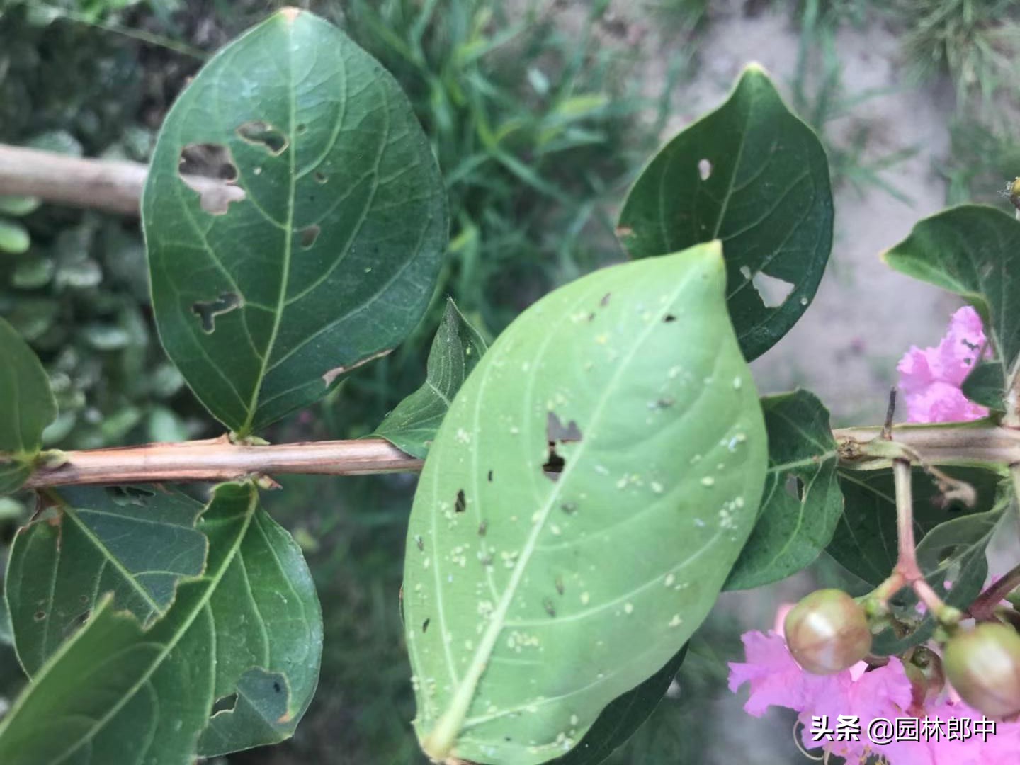 十月份病虫害仍在继续，秋植工作也将开展，如何做让工作更有条理