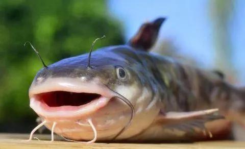 7米近百斤黄金鲶!罕见的美味又被当成"垃圾鱼"?