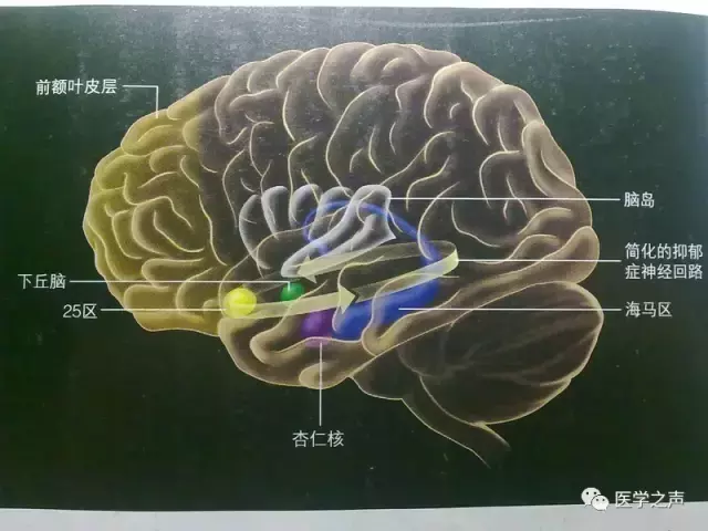 神经元结构示意图（神经元结构示意图手绘）-第5张图片-科灵网