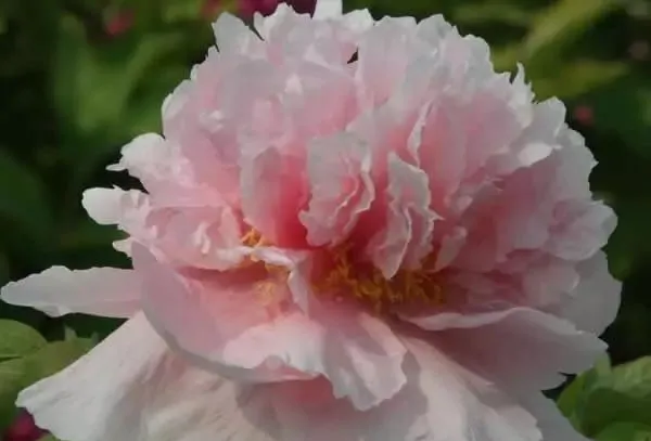 100种名贵牡丹鉴赏 绘画好素材（报花名）