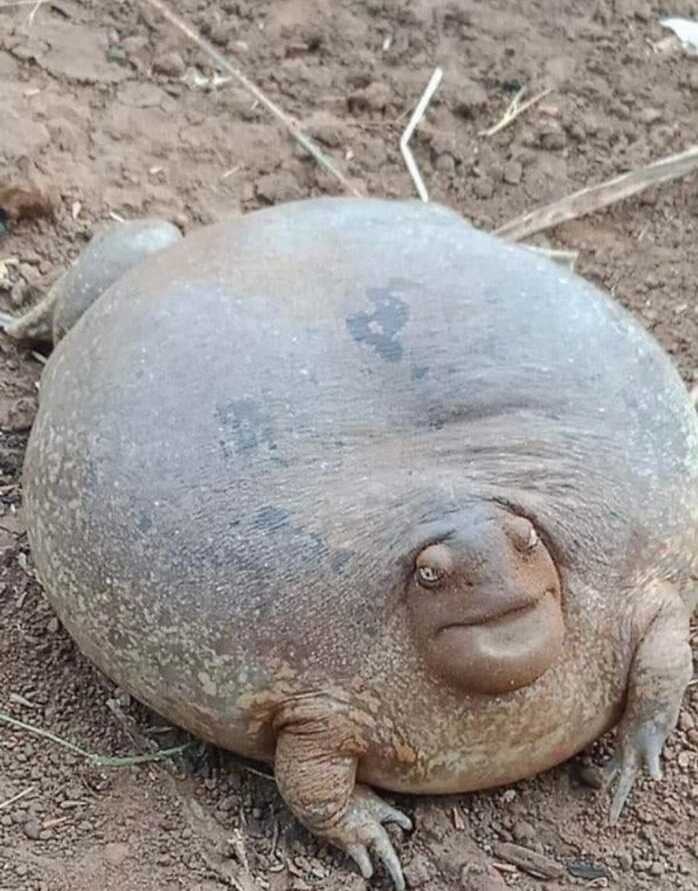 35张罕见的“大”照片，鸭子1米高，鸡只要够大也能看家护院