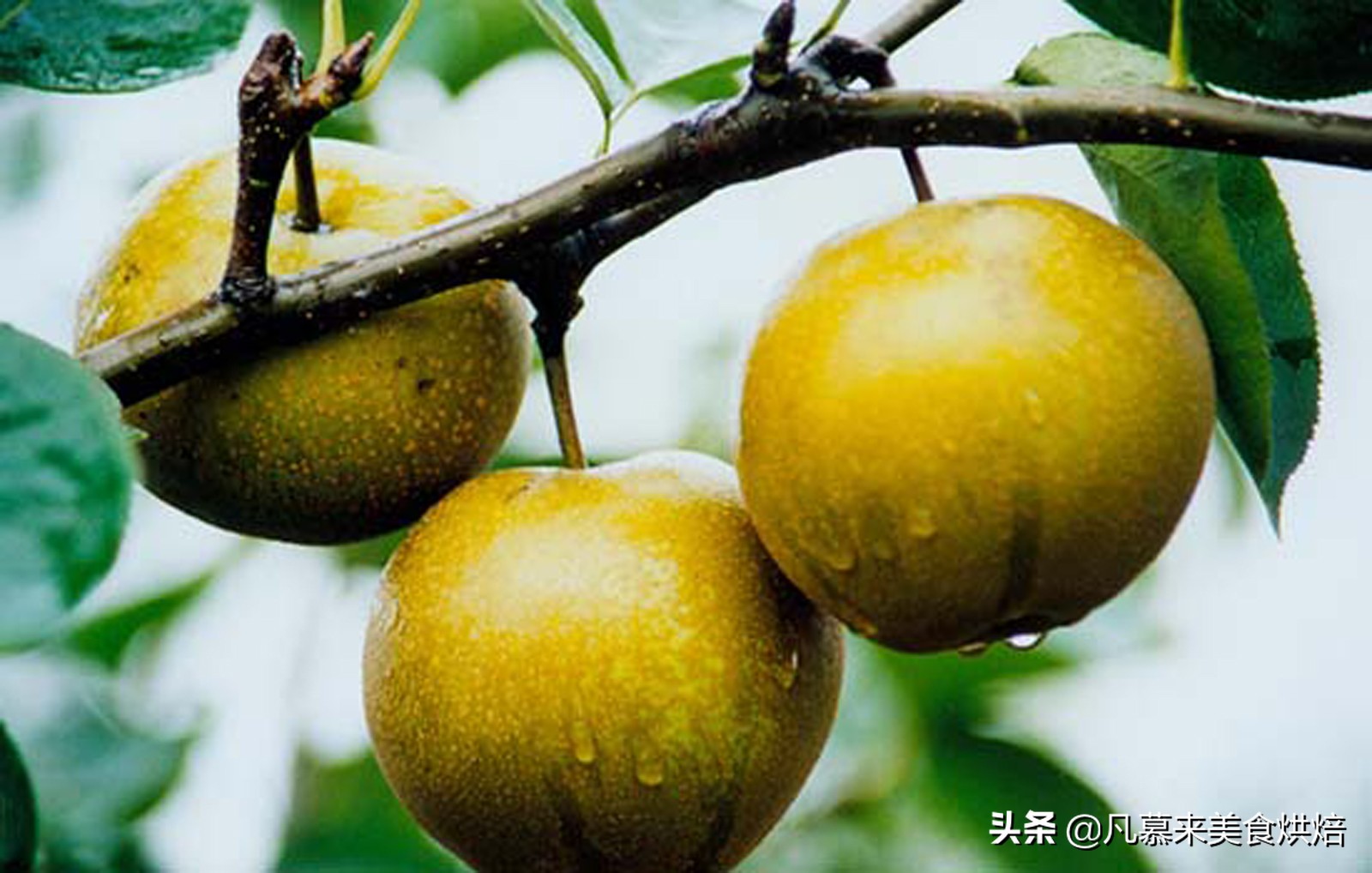 苹果梨图片（盘点全国最好吃的50种梨快收藏）