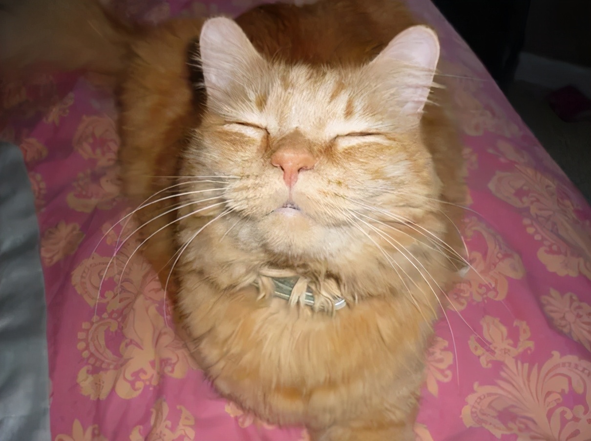 一组猫咪微笑的温暖图片:看完后心情都愉悦了