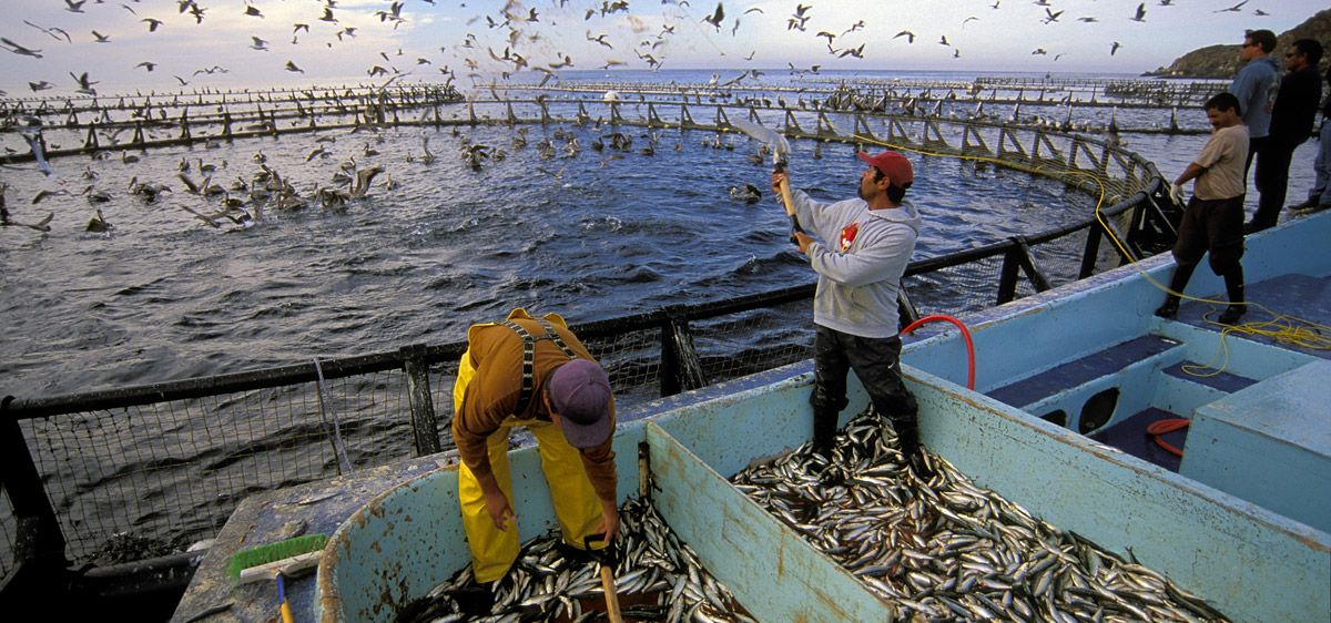 鯷魚在中國叫什麼魚 鯷魚是銀魚嗎-雙佳迪