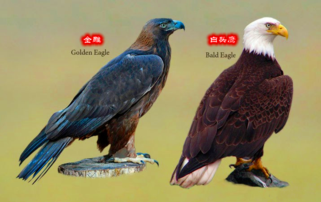 如何区分金雕和白头鹰白头鹰和白头海雕区别