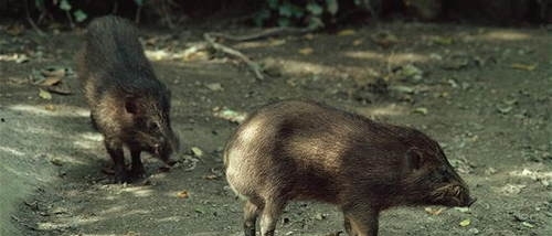 世界上最小的猪，人们一度以为野外已经灭绝，现在又重返大自然