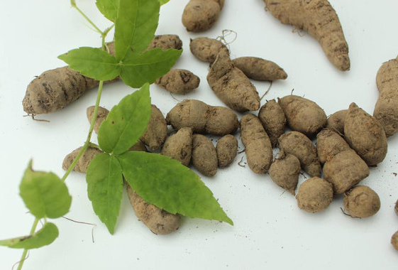 三叶青也叫石猴子,石抱子,三叶扁藤,金丝吊葫芦,金线吊葫芦,小扁藤