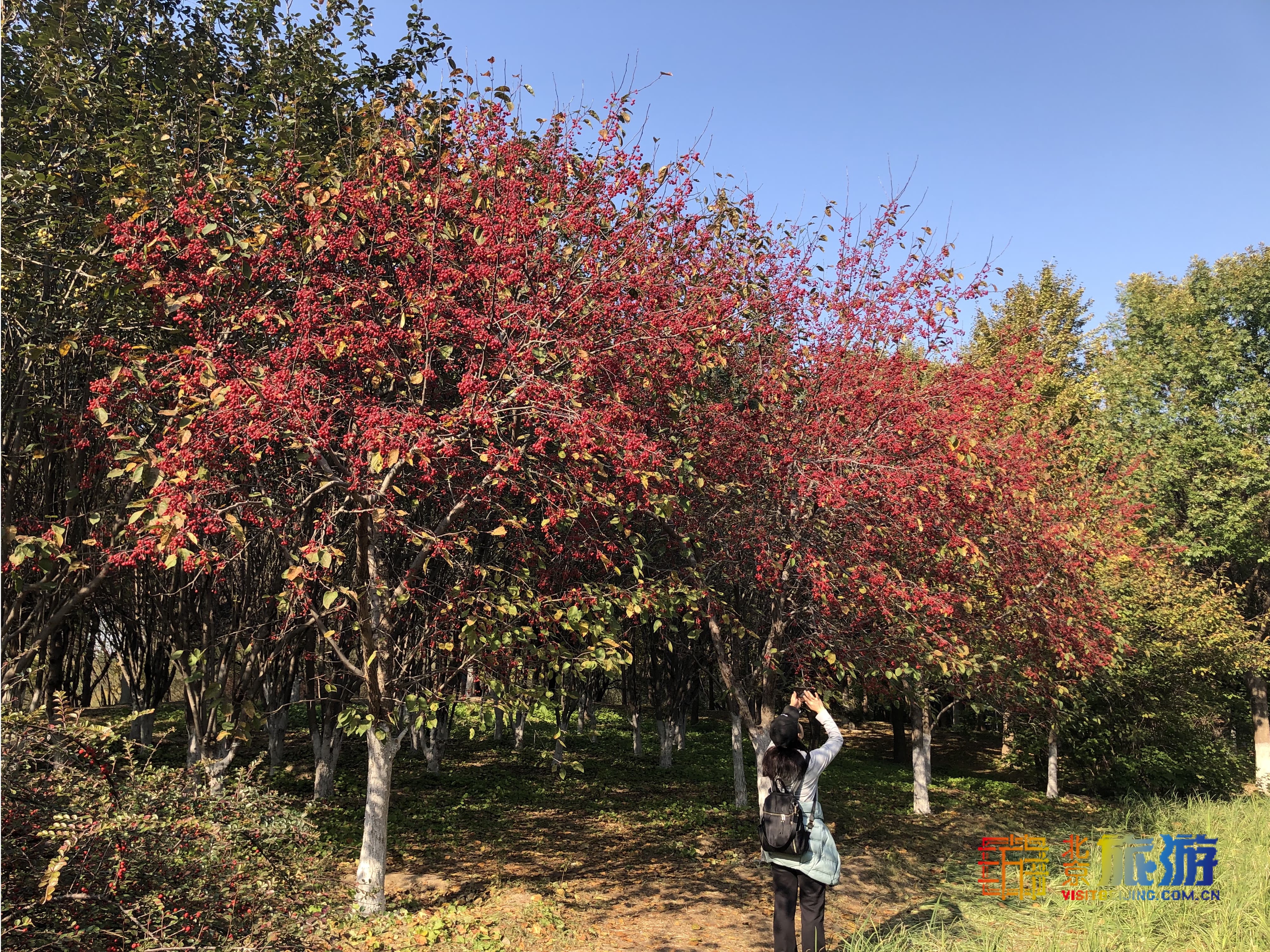 北京海淀区的奥森公园在几环内(周六霜降，赏秋正当时~来五环内的奥森公园汲取自然之灵秀吧)