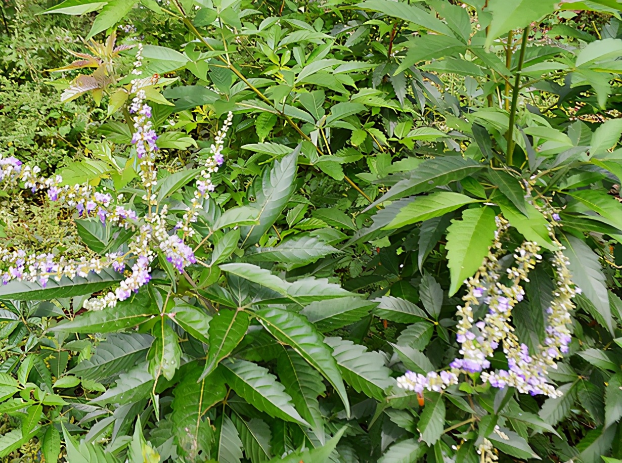 黄荆树图片(黄荆:常被家长教训熊孩子,却不知是天然驱蚊"神器",价值不