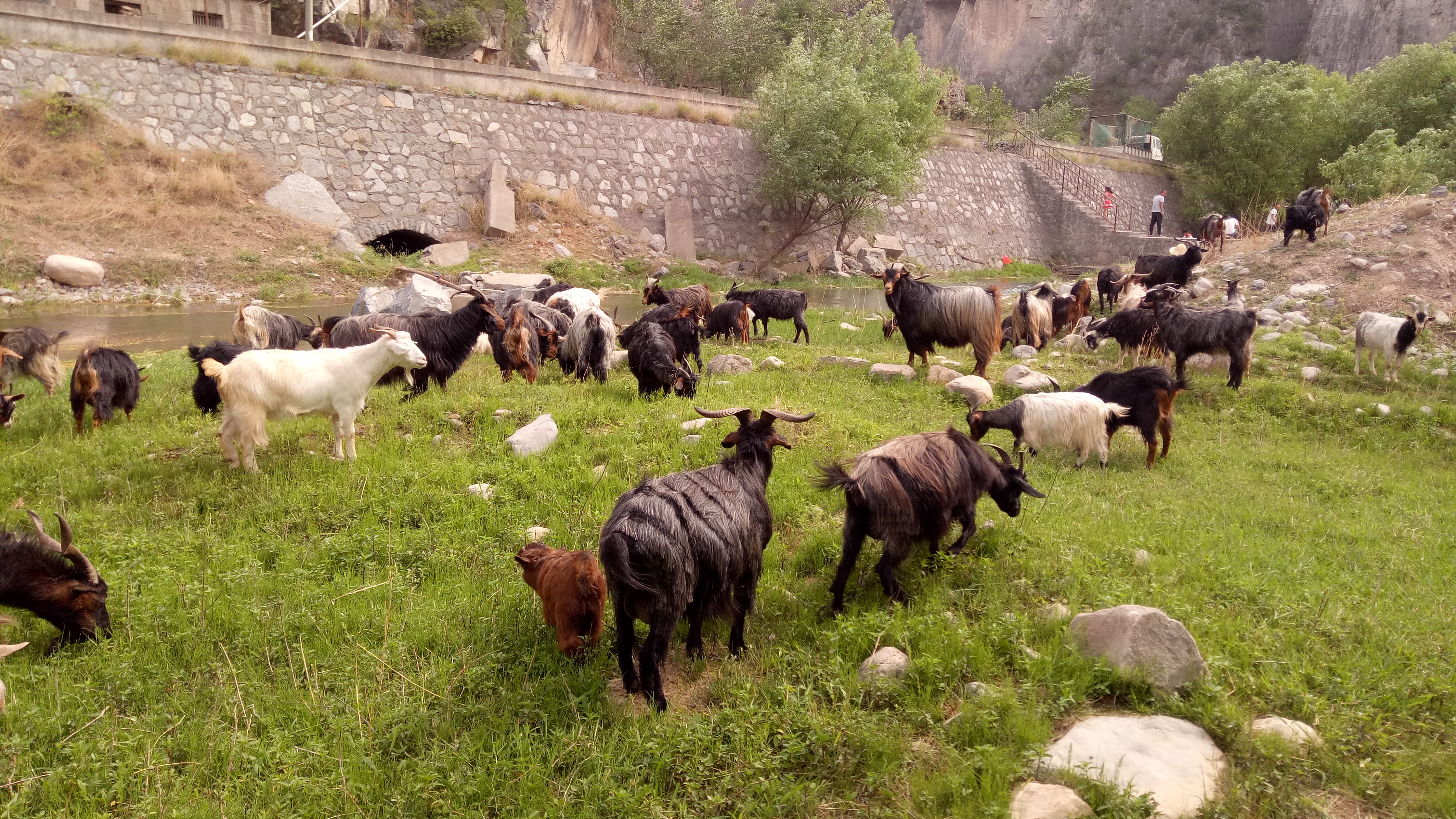 河南新乡今日羊肉价格「新乡羊肉价格今日价」-皮皮自媒体