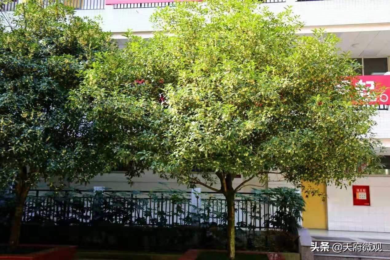 办特色学校·创卓越高中，来看新都香城中学的十年树木和芝兰玉树