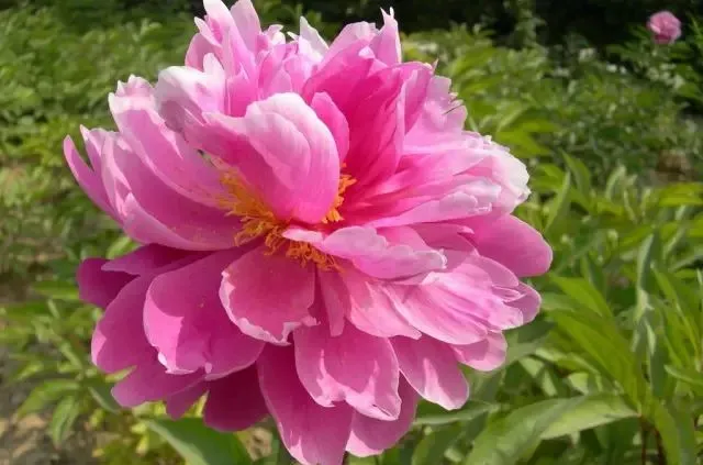 100种名贵牡丹鉴赏 绘画好素材（报花名）