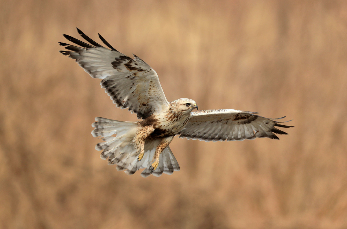 成员的腿部羽毛十分茂密,一直覆盖接近至脚爪,鹰亚科成员腿部没有羽毛