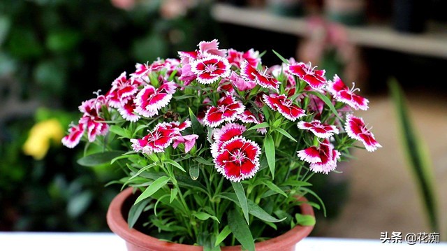 常夏石竹什么时候开花石竹的花期