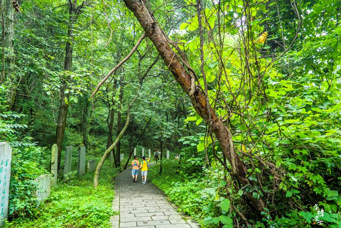 济南燕子山景点(河南豫西有一座燕子山森林公园，是一处天然氧吧，可山上并无燕子)