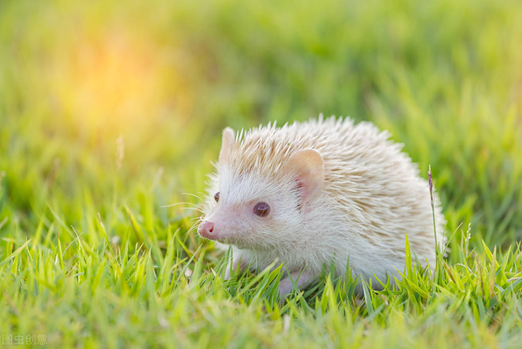 十大好养宠物之刺猬