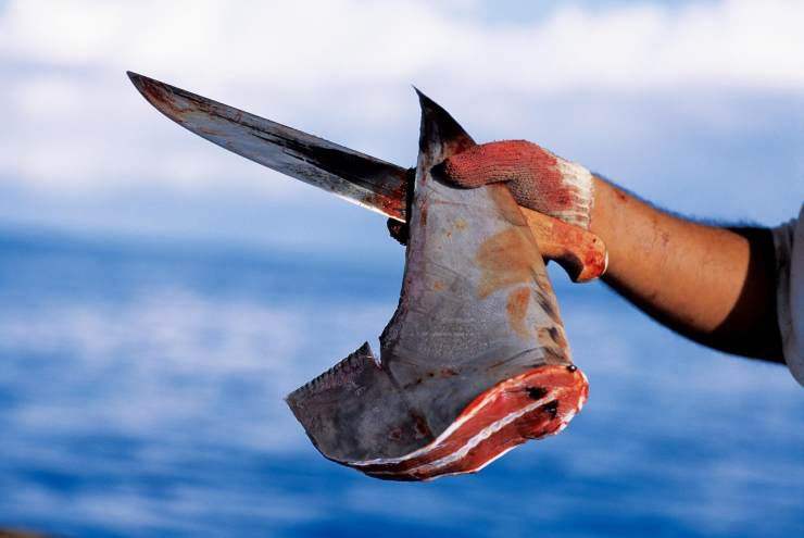 失去鲨鱼,我们伤不起