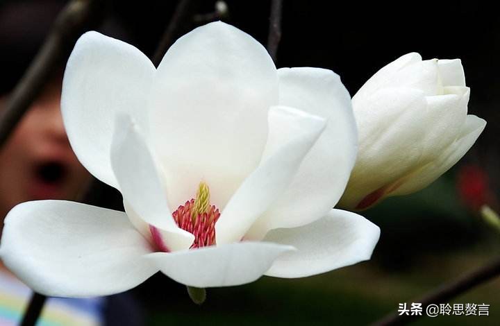 玉兰花诗词精选一十七首 微风吹送玉兰香，兴味由来静处长