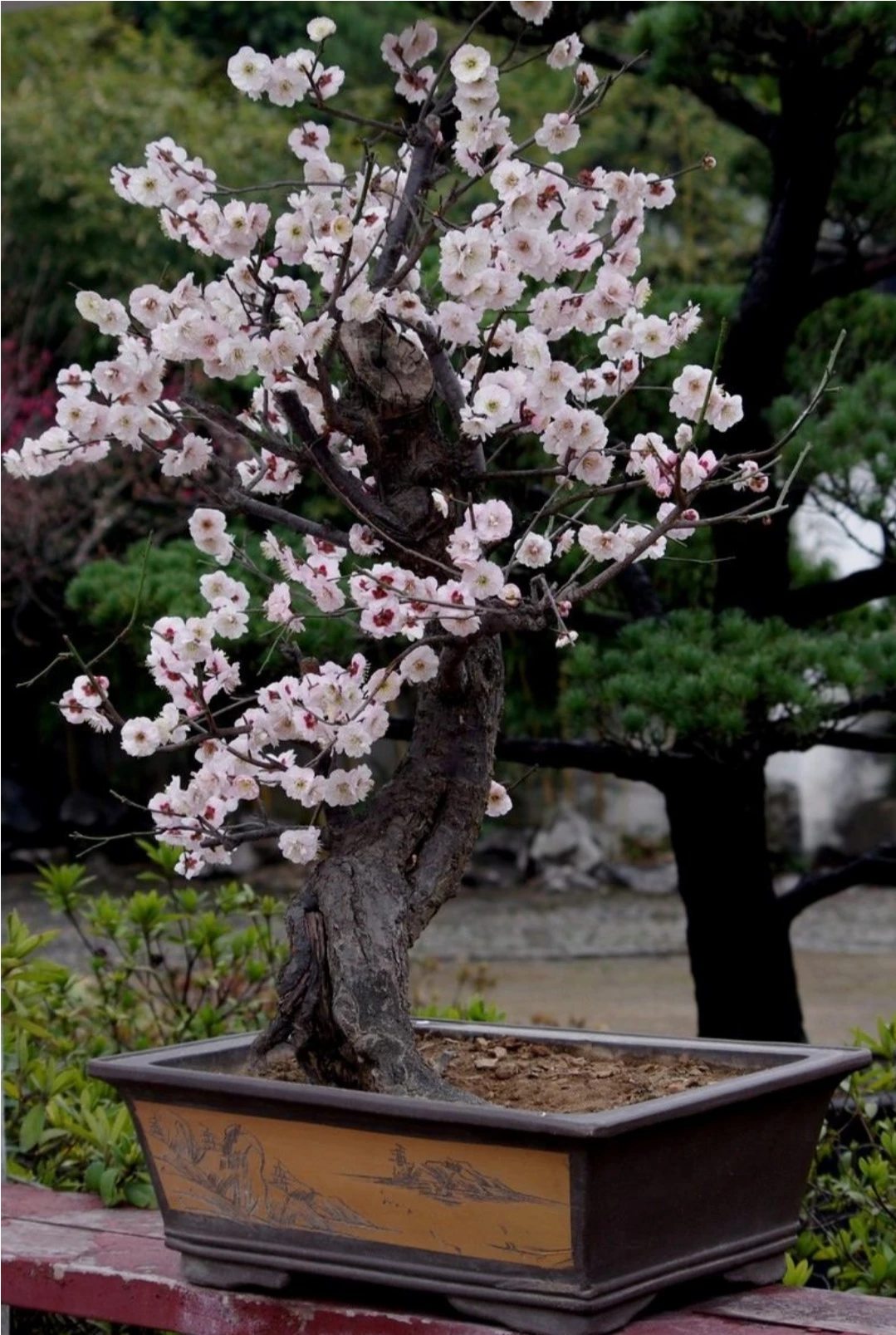 【观赏名花】梅花盆景的取材与制作管理，花香色艳，值得关注收藏