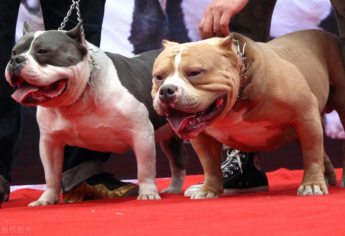 深度解析——外表凶悍却内心细腻,专属男人的犬"美国恶霸犬"