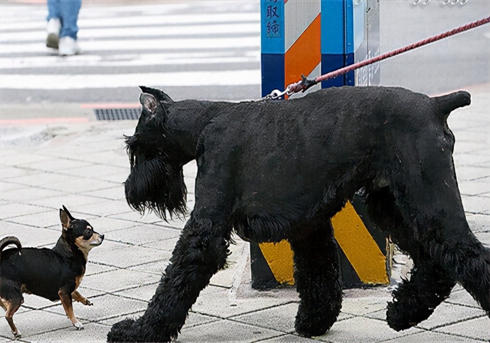 世界犬种智商排名榜前 30 名的聪明狗狗