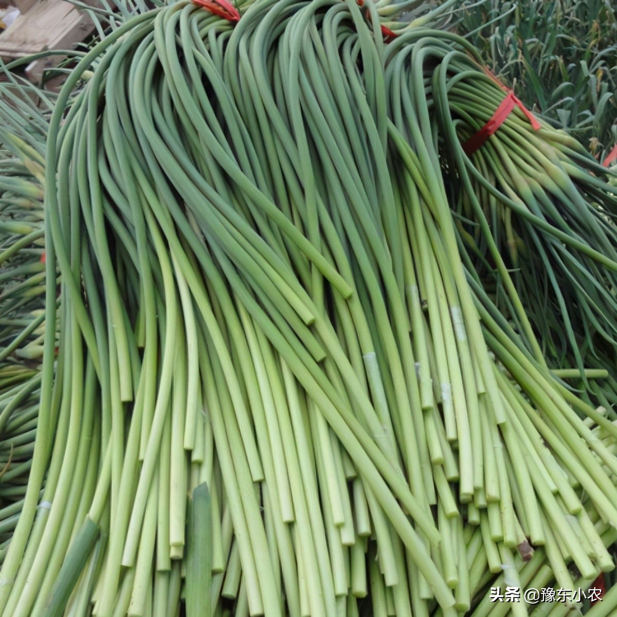 2021年新鲜蒜苔和大蒜价格行情持续走低，晚熟蒜还有涨价的可能吗