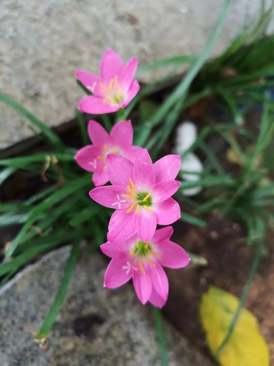 韭兰一年开几次花(镇宅最灵的三种花)