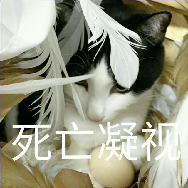 蒂姆嘟嘟tim猫品种(今天的猫猫也是元气满满呢)