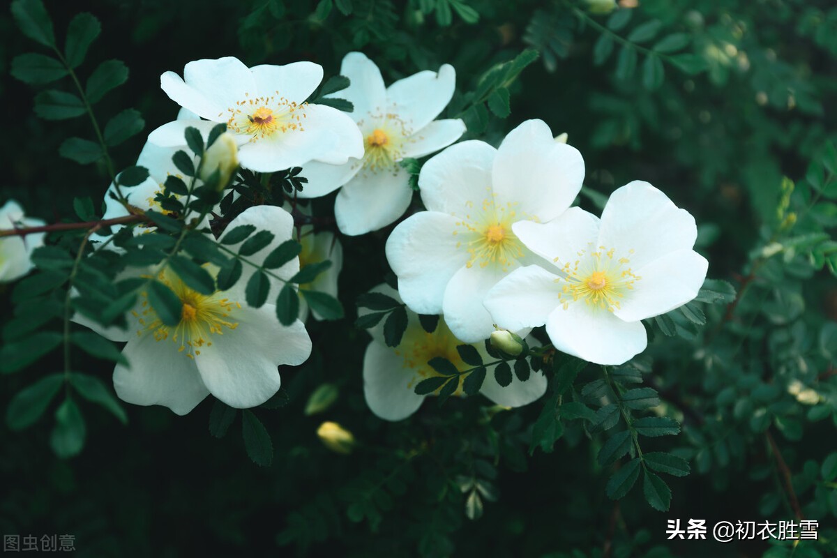 晚春荼蘼七首赏读，回到宋朝看荼蘼细影，赏荼蘼夜雪，品荼蘼芬芳