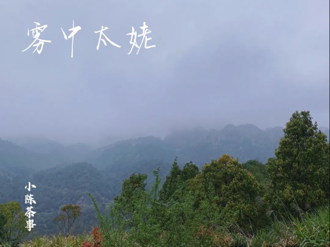 春茶季，除了白毫银针、白牡丹、春寿眉，说说太姥山的雾与露