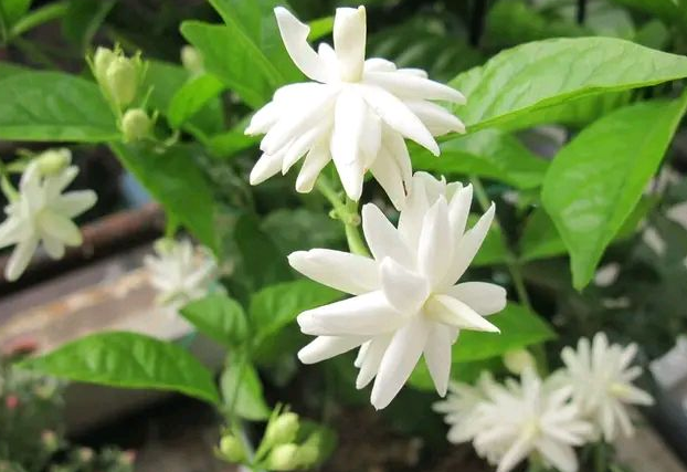 盛夏养茉莉花，做到“2足、1狠、1不缺”，整个夏季花开不断