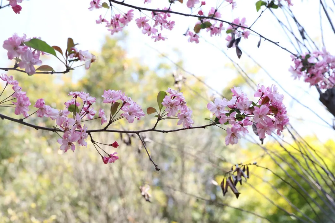 国家级一流！厉害了我的云南农大