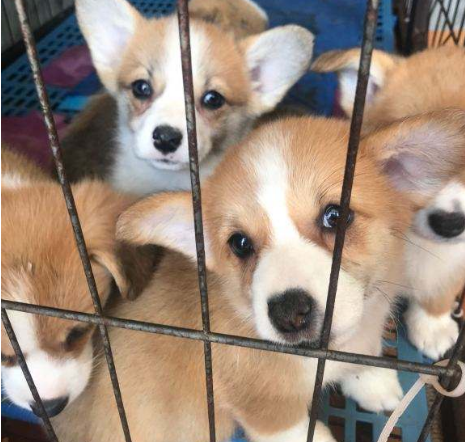 柯基犬一般多少钱?