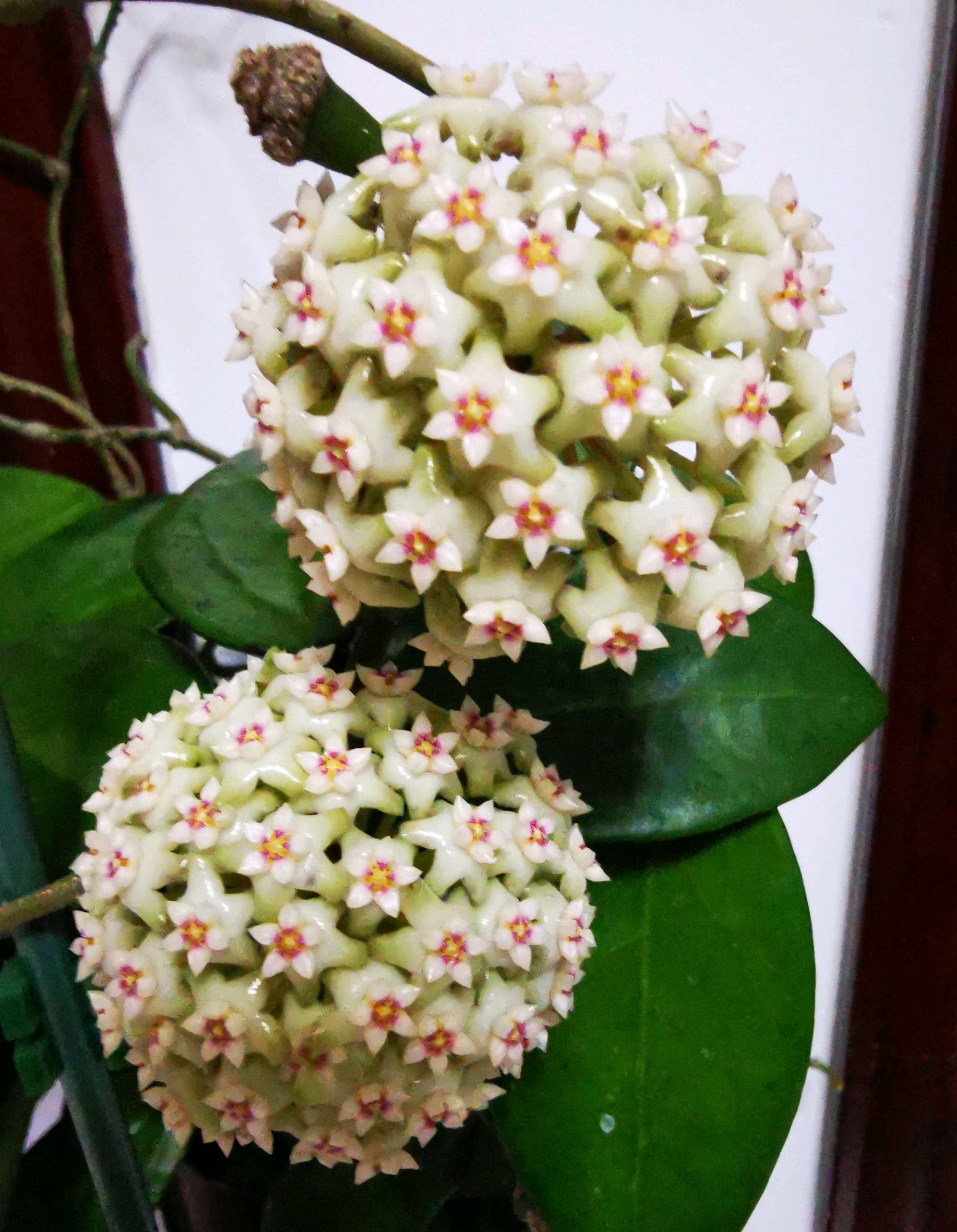 羊脂玉球兰花怎么养比较好「记得收藏」 -骁龙网