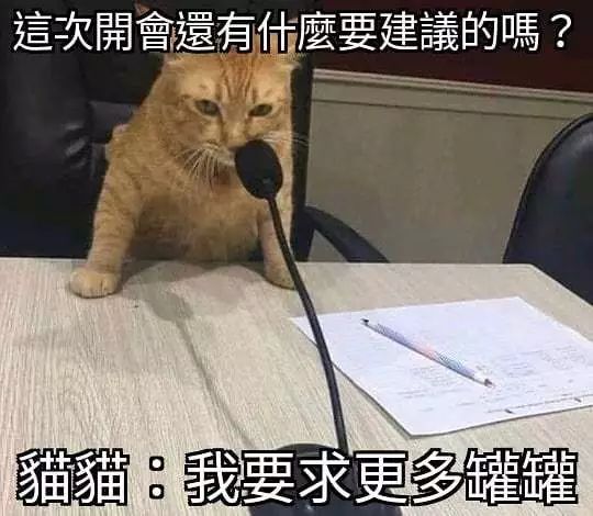 猫咪头像沙雕(猫咪的沙雕照片，蠢萌蠢萌的)