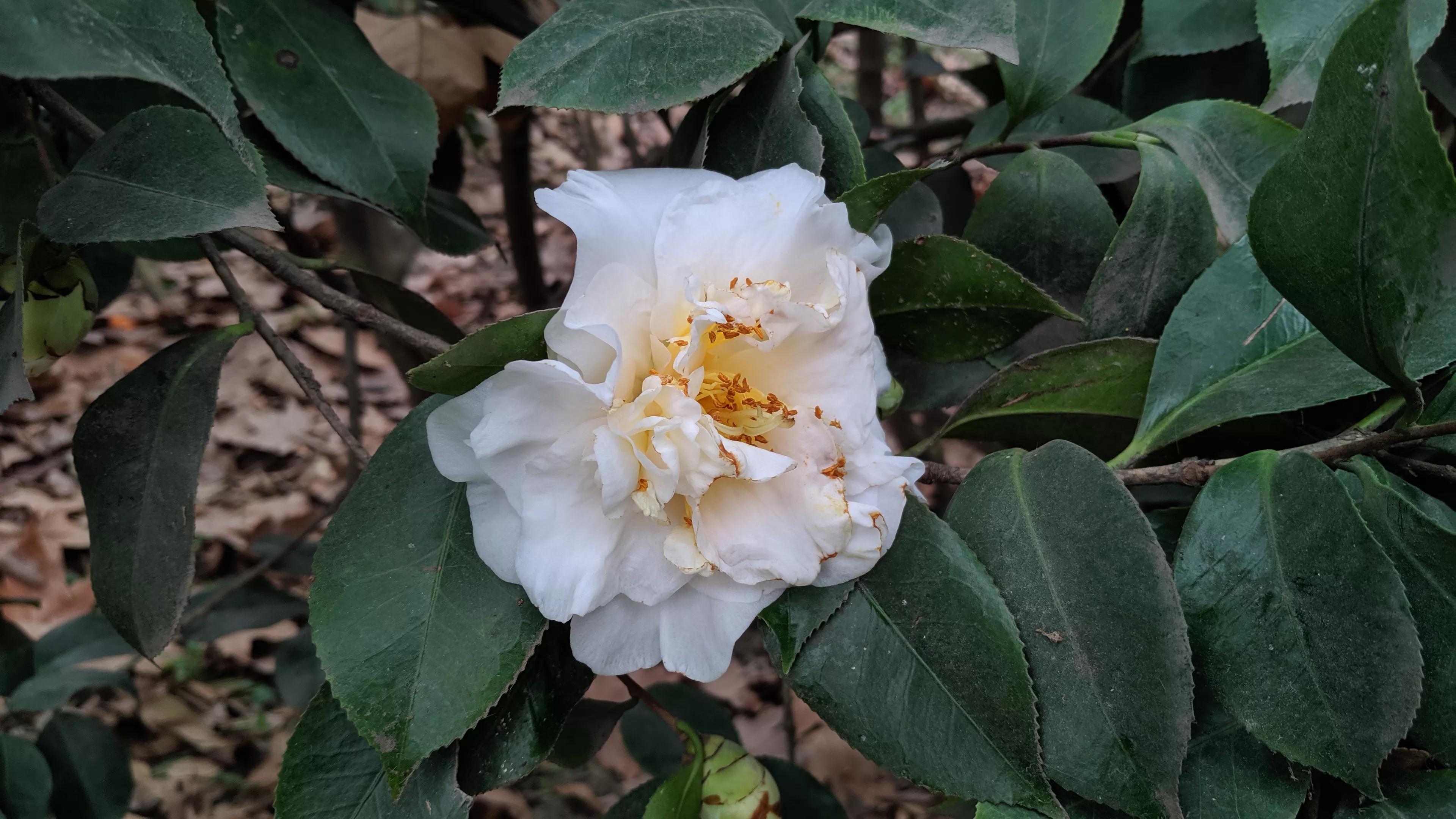 白色山茶花花语(白色山茶花花语英文)