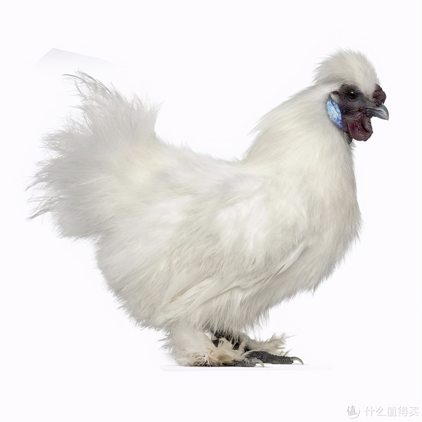 除了食用,丝羽乌骨鸡也有很强的观赏价值,1915年,在巴拿马万国博览会