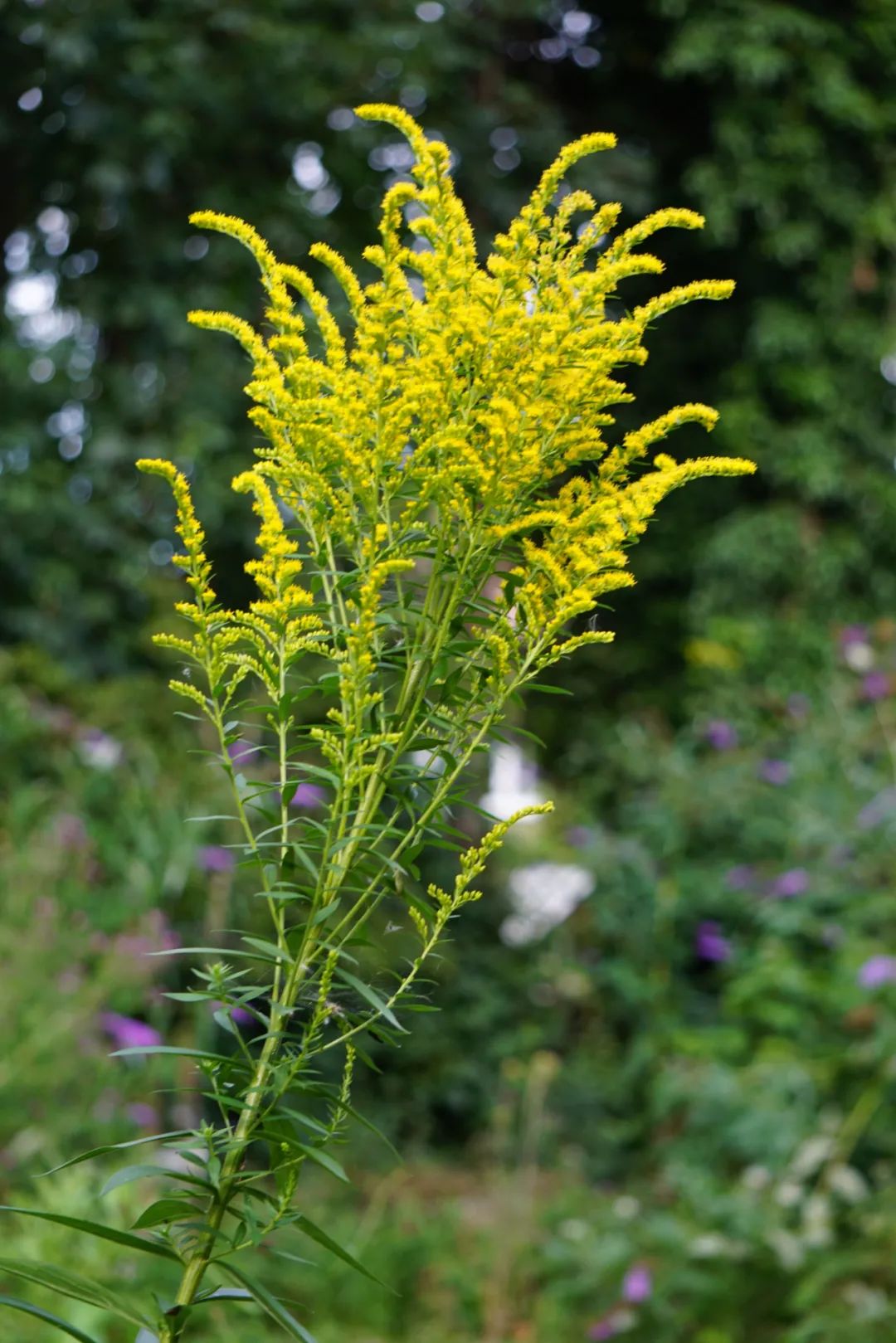 恶性杂草加拿大一枝黄花和花店的黄莺长一个样但危害性差别大