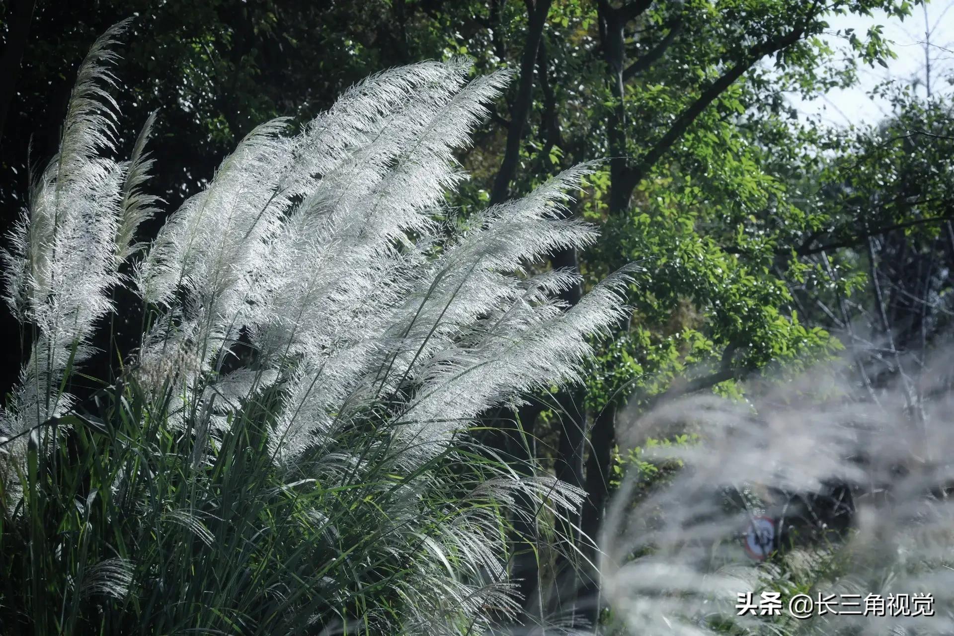 秋韵湖州，芦花飞扬：一场不容错过的诗意之旅