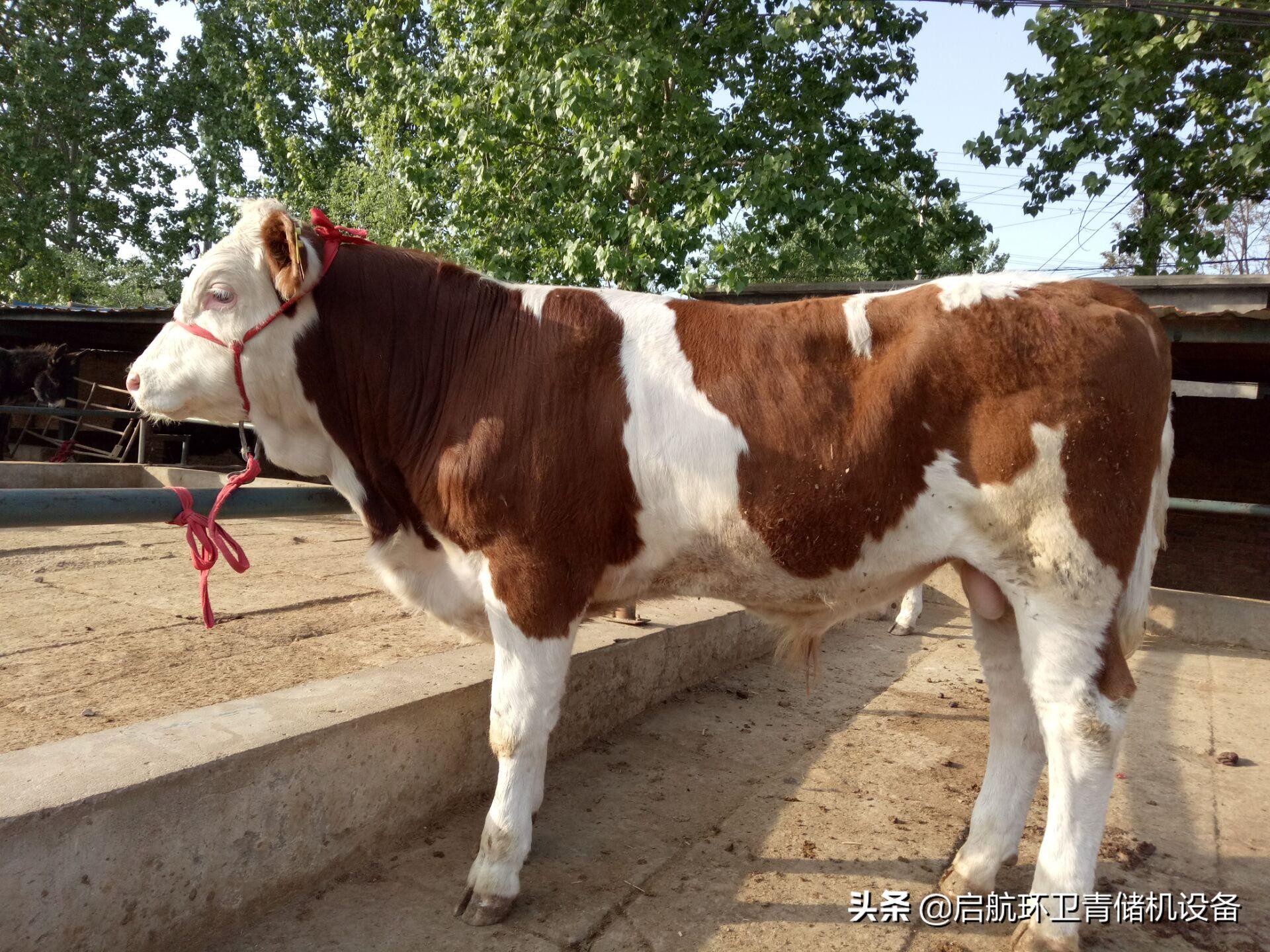 牛犢價格西門塔爾今日(廣西西門塔爾牛犢價格)-愛妻自媒體