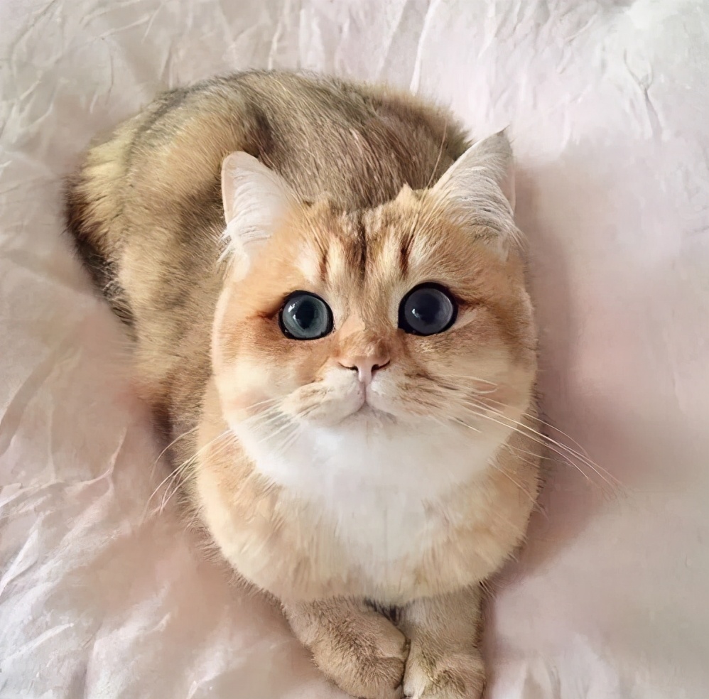 英国短毛猫的6大优点，养过之后，就不想换猫了