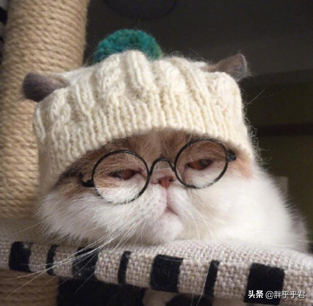 眼睛耳朵脏兮兮，猫咪却不肯擦？这三点能解决