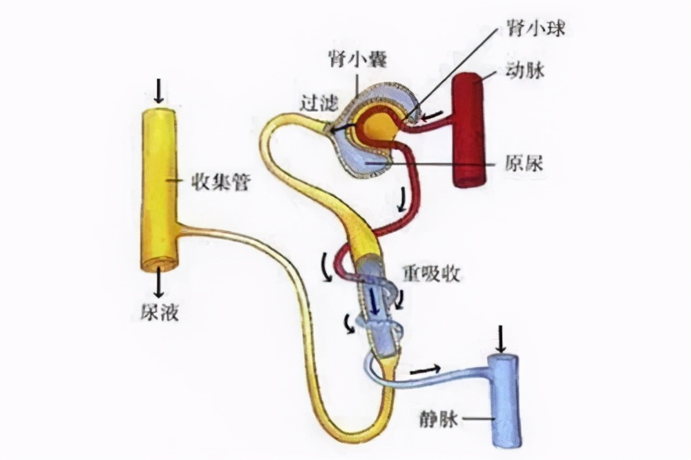 關愛腎健康現在就行動