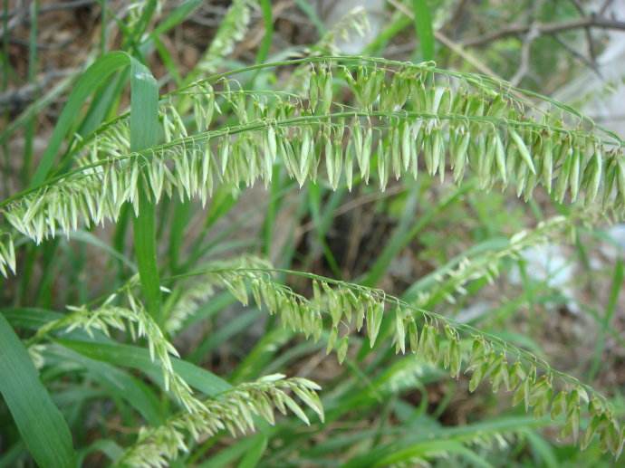 禾本科植物有哪些（常见禾本科杂草图谱合集）