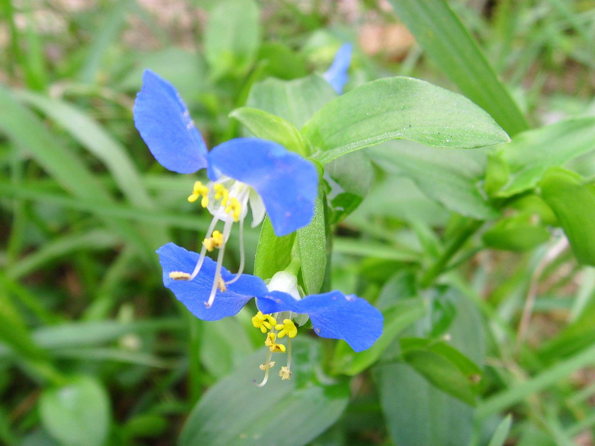 鸭跖草的功效与作用(这种猪吃的) - 行就行