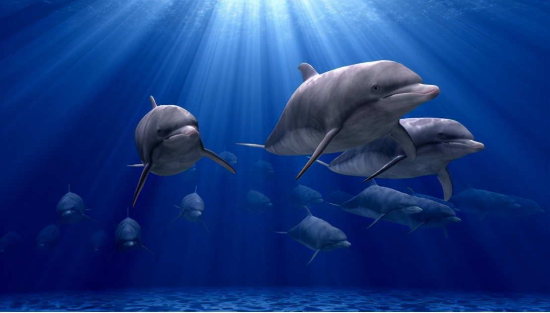 海豚的智商相当于几岁（海洋中的智慧生物亲近人类的原因）