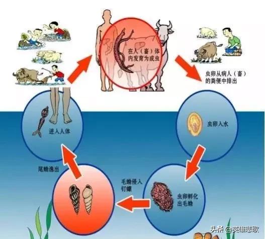 1950年，农民给毛主席写信反映血吸虫病的危害，主席：坚决消灭它