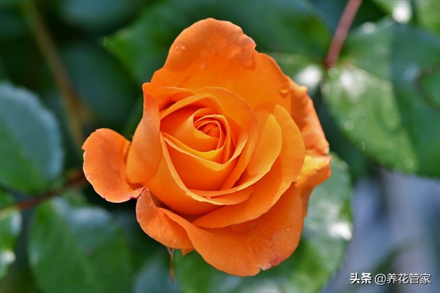 月季怎么修剪（盘点月季花八大修剪时间对应的8大方法）